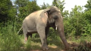 L’elefante si gode un bagno dopo aver trascorso anni in uno zoo