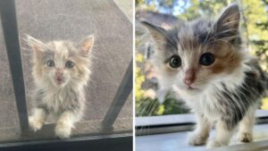 La gattina miagola alla finestra di una casa e con i suoi occhi chiede di salvarle la vita