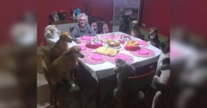 Nonnina riceve la migliore festa di compleanno con i suoi cani per i suoi 89 anni