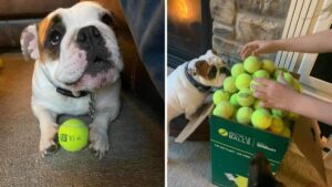 350 palline da tennis con cui giocare e non crederai a quante si sia accontentato questo cane