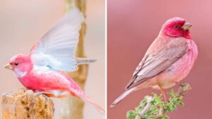 Ecco il carpodaco cigliarosa, bellissimo uccellino dai colori splendidi