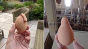 15 foto che dimostrano che anche le uova possono essere incredibili