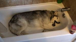 Husky testardo fa i capricci perché non vuole uscire dalla vasca e conquista tutti (Video)