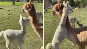 Il piccolo alpaca vuole tanti abbracci e non sa più come farsi abbracciare dalla mamma (VIDEO)