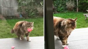 Donna riceve giornalmente fiori, ma poi scopre che è una gattina a portarglieli
