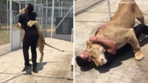 Momento commovente: La leonessa riconosce l’uomo che l’ha salvata e l’ha cresciuta da cucciola