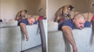 Il gatto aiuta in casa facendo massaggi rilassanti