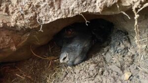 Salvano un cucciolo rimasto intrappolato sottoterra per più di 60 ore