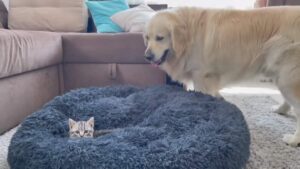 Golden Retriever trova il gattino sul cuscino: la sua reazione è esilarante