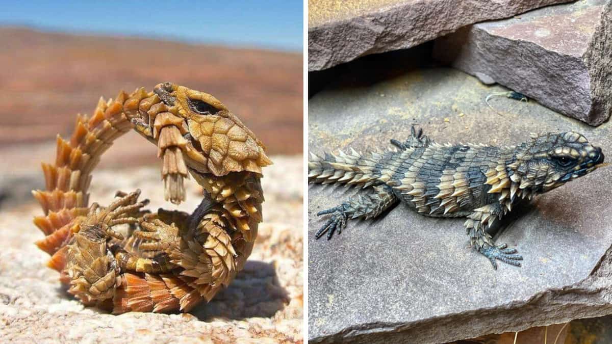 Le persone non ne hanno mai abbastanza della lucertola Armadillo perché sembra un minuscolo drago