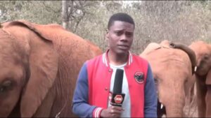 Un elefante ruba la scena quando interrompe un giornalista durante un servizio (VIDEO)