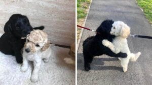 2 cuccioli separati alla nascita si incontrano di nuovo per strada e non crederete alla loro reazione