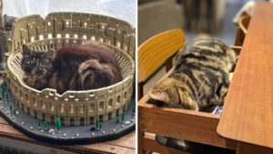 12 foto di gatti che si rilassano nei posti più casuali