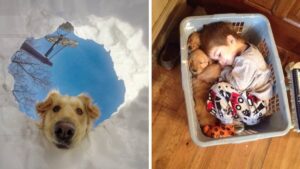 Se non pensi che il Golden Retriever sia uno dei migliori cani del mondo, ecco 12 bellissime foto
