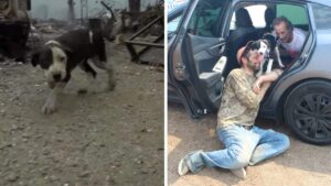 L’uomo crolla quando si riunisce con il suo cane perso durante un incendio (VIDEO)