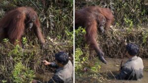 Orangotango offre la sua mano per salvare un uomo che era caduto in un pozzo