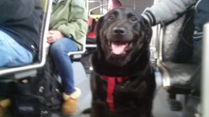 Il cane che ogni giorno prende l’autobus per visitare il suo posto preferito