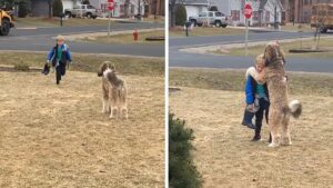 Il cane aspetta suo fratellino umano, che è appena tornato da scuola. Allunga le zampe per dargli un dolce abbraccio.