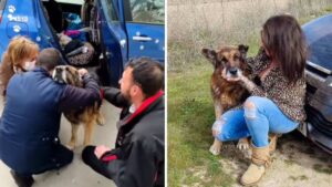 Il cucciolo che è stato perso per 6 anni si è riunito di nuovo alla sua famiglia