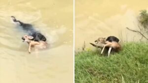 Il cucciolo salva un cervo che rischiava l’annegamento in un fiume (Video)