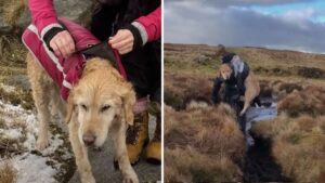 L’uomo durante un’escursione vede il cane smarrito nel freddo gelido lo carica sulla schiena per portarlo in salvo