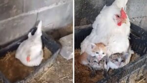 Il giovane pensa che il suo pollo abbia deposto, ma in realtà si stava prendendo cura dei gattini orfani