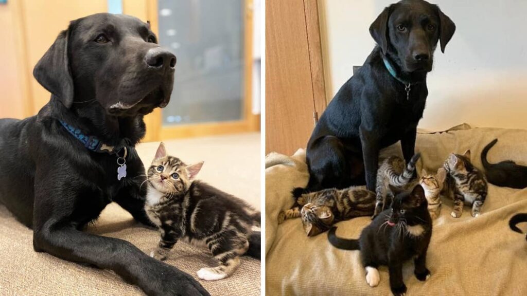 La coppia dà il benvenuto a 7 gattini salvati e fa le presentazioni al loro cane