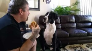 Il cane si arrabbia quando il proprietario si rifiuta di condividere il suo panino