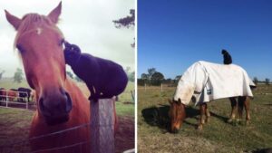 Un gatto e un cavallo hanno stretto un’amicizia insolita ma dolcissima. Insieme sono tenerissimi