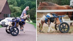 Il cavallino incapace di usare le zampe posteriori corre per la prima volta grazie alla sedia a rotelle