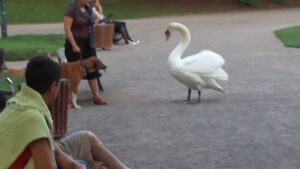 Cigno maldestro affronta un innocente cane al parco