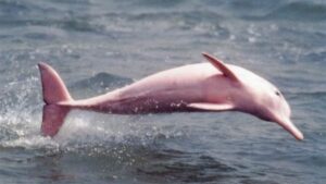 Lo strano caso di Pinky il delfino rosa
