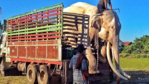 Un elefante costretto ad intrattenere i turisti per oltre 40 anni gode finalmente per la prima volta della libertà