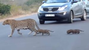 Mamma Leopardo aiuta i suoi cuccioli ad attraversare la strada, il video è affascinante