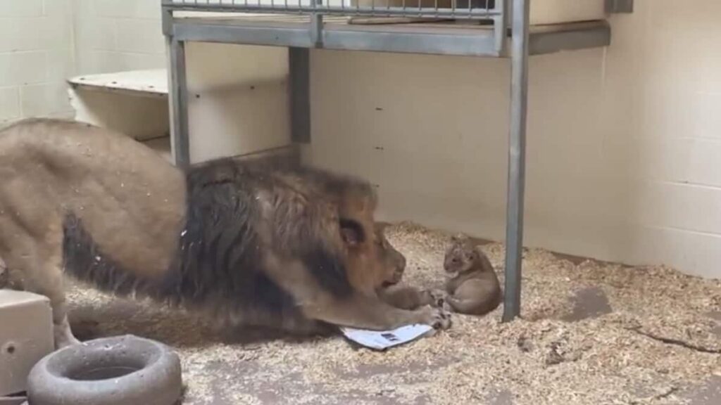 Il momento commovente in cui il papà leone si china per salutare il suo cucciolo per la prima volta (Video)