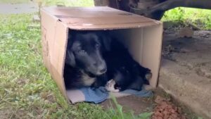 Mamma randagia si rannicchia in una scatola con i suoi cuccioli. Il soccorritore sapeva come convincerla a fidarsi di lui.
