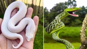 12 foto di serpenti che sfatano il mito delle creature raccapriccianti con il loro fascino