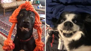 La dentatura di questi cani ha strappato un sorriso a chiunque