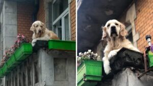 Questo golden retrivier è diventato una straordinaria attrazione vivente a Danzica: ha pure il suo tag su Google Maps