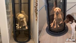 Il cane di 15 anni aveva problemi di mobilità: la sua famiglia ha creato un particolare ascensore solo per lui