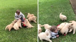 Un bambino sfida un branco di 9 cuccioli di Golden Retriever: il video divertente