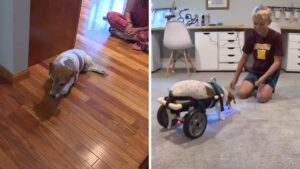 Ragazzo di 11 anni costruisce una sedia a rotelle su misura per il cane della sua insegnante