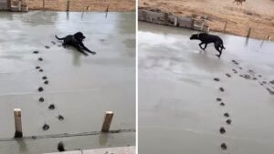 Il cagnolino aspettò di vedere il cemento fresco per andarci a sdraiarsi sopra (Video)