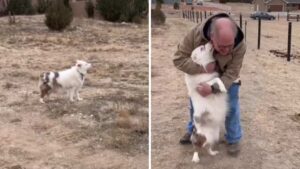 La riunione di questo cane sordo e cieco con suo nonno dopo un anno di distanza è emozionante