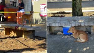 Il cane aspetta sulla stessa panchina il ritorno del suo amico umano, che però è venuto a mancare