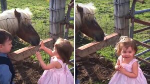 La bambina scoppia di gioia quando si avvicina al pony: la sua reazione è così tenera