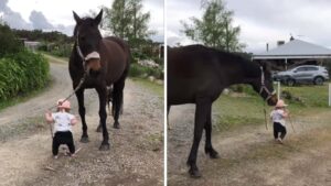 La bimba di 15 mesi tiene le redini mentre il cavallo cammina e la cosa provoca un putiferio