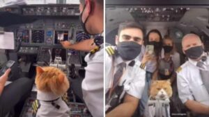 Il pilota porta il suo gattino in uniforme sull’aereo e l’equipaggio chiede delle foto (Video)