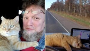 Il gatto adottato dal camionista diventa un perfetto copilota