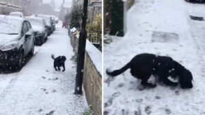 Il Cocker Spaniel vede la neve per la prima volta, la sua reazione è stata inaspettata